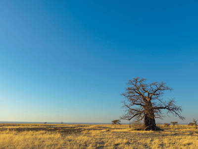 Kukonje Island