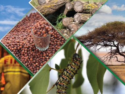 Department of Forestry and Range Resources