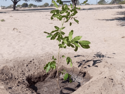 Department of Forestry and Range Resources