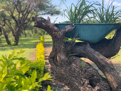 MmaNotha Gardens