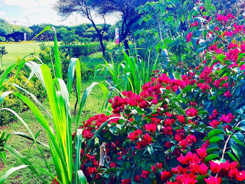 MmaNotha Gardens