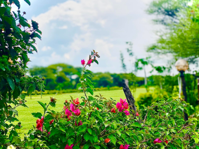 MmaNotha Gardens
