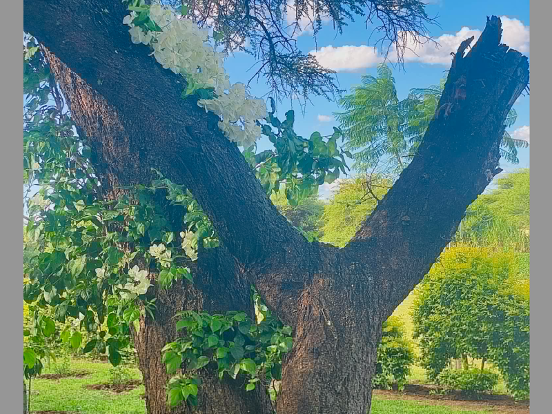 MmaNotha Gardens