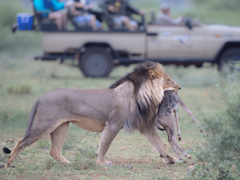 Limpopo-Lipadi Wildlife and Wilderness Reserve