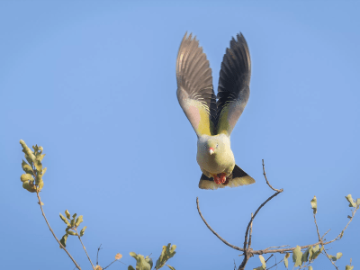 Limpopo-Lipadi Wildlife and Wilderness Reserve