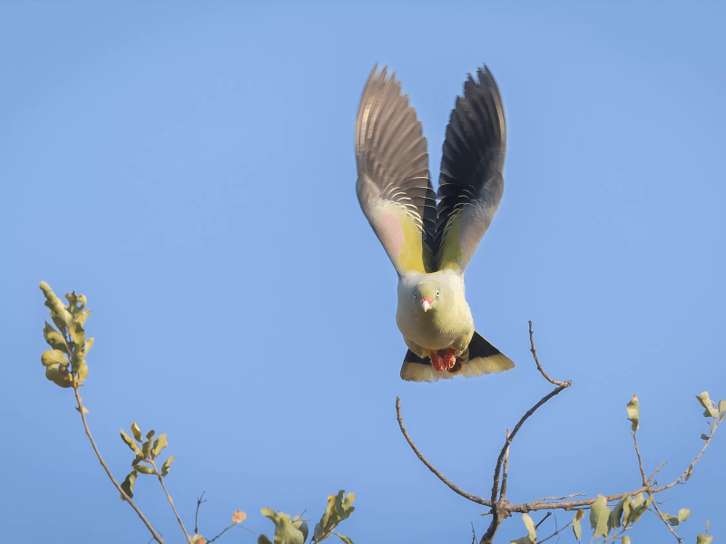 Limpopo-Lipadi Wildlife and Wilderness Reserve