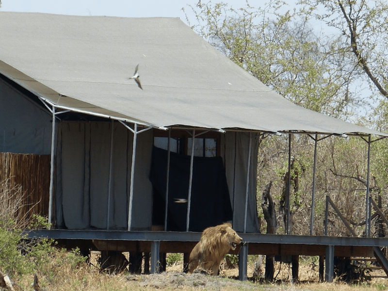 Nogatsaa Pans Chobe Lodge - from BWP 7500