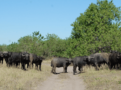 Nogatsaa Pans Chobe