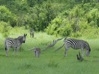Nogatsaa Pans Chobe