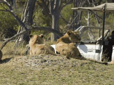 Temba Camp Moremi - from BWP 9100