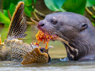 Pangolin Photo Safaris