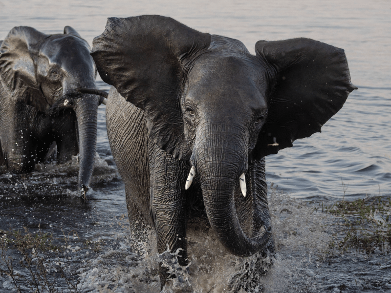 Pangolin Photo Safaris