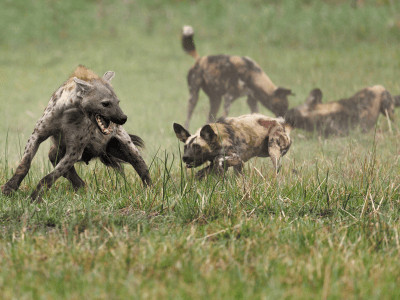 Pangolin Photo Safaris