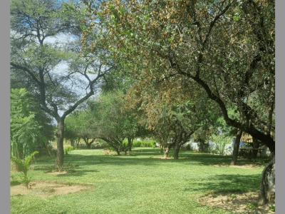 Kanamo Garden Centre